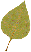 les représentations des feuilles comme l'herbier original graphique