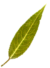 гербарий листьев