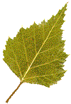 лист осеннего дерева