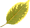 гербарий осенних листьев